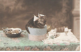 Cat, Chat, Katze, Gatto, Kitten, Chaton - On The Table, Sur La Table  / Lovely Photocard - Gatos