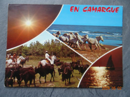 CHEVAUX ET MANADE DE TAURAUX EN CAMARGUE - Pferde