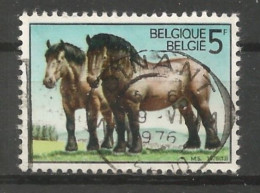Belgie 1976 Ardens Trekpaard OCB 1810 (0) - Oblitérés