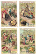 S 522 , Liebig 6 Cards, Champignons Comestibles (ref B10) - Liebig
