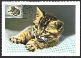 Lussemburgo, Luxembourg 1961; Cat, Gatto, Kazte, Chat; Protection Des Anumaux; Maximum Card. - Gatti