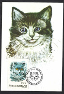 Romania, Roumanie 1993; Blue Turkish Angora Cat, Gatto, Katze, Chat; Maximum Card - Hauskatzen