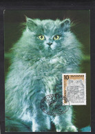 Bulgaria, Bulgarie 1989; Blu Persian Cat, Gatto Persiano Blu, Katze, Chat: Maximum Card. - Katten