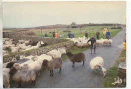 CPM ( Ile D'Ouessant - La Foire Aux Moutons ) - Ouessant