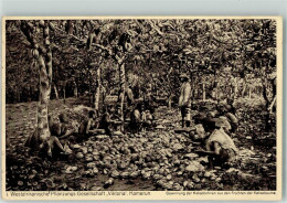13915111 - Westafrikanische Pflanzungs Gesellschaft Viktoria Gewinnung Der Kakaobohne Aus Den Fruechten Der Kakaobaeume - Camerún