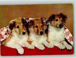 40139411 - Collie Drei Collie Welpen Auf Der Couch - Dogs