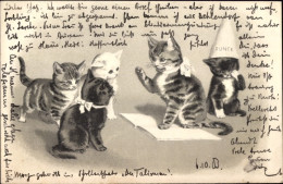 Gaufré Artiste CPA Vermenschlichte Katzen In Der Schule, Buch, Spitzhut - Otros & Sin Clasificación