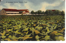 H50.  Vintage US Postcard.  A Lancaster County Tobacco Field.  Pennsylvania - Lancaster