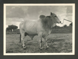 Angola Portugal Carte Diamang Compagnie Diamants Bétail Taureau Zebu Bull Livestock Diamants Co. 1966 Card - Angola
