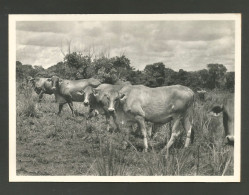 Angola Portugal Carte Diamang Compagnie Diamants Bétail Vaches Avec Sang Zebu Cows Livestock Diamants Co. 1966 Card - Angola