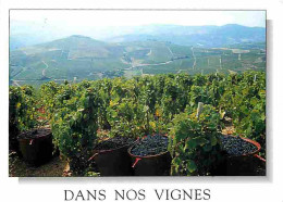 Vignes - Dans Nos Vignes - Vignoble Pendant Les Vendanges - Vendanges - Raisins - Vin - CPM - Voir Scans Recto-Verso - Wijnbouw