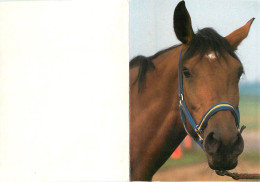 Format Spécial - 148 X 109 Mms Repliée - Animaux - Chevaux - Portrait - Tête De Cheval - Carte Neuve - Frais Spécifique  - Horses