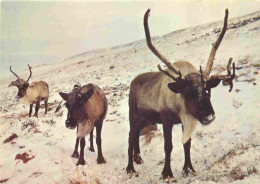 Animaux - Renne - Some Of The Reindeer - Nearthe Chairlift Buildings In The Cairngorm Mountains - CPM - Voir Scans Recto - Andere & Zonder Classificatie