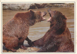 Animaux - Ours - Ours Brun - Bear - CPM - Voir Scans Recto-Verso - Bären