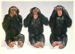 Animaux - Singes - Chimpanzés - Je Ne Dis Rien Je Ne Vois Rien Je N'entends Rien - CPM - Voir Scans Recto-Verso - Monkeys