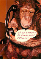 Animaux - Singes - Chimpanzé - Carte à Message - Carte Neuve - CPM - Voir Scans Recto-Verso - Monkeys