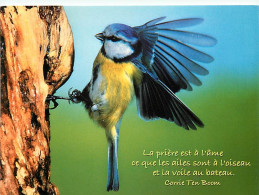 Animaux - Oiseaux - Mésange Bleue - CPM - Voir Scans Recto-Verso - Birds