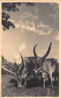 Rwanda - KABGAYI-Cattle - REAL PHOTO - Publ. Eric Weymeersch  - Ruanda