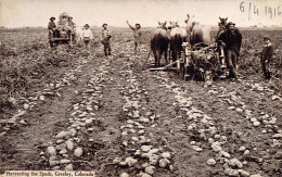 GREELEY (CO) Harvesting The Spuds - Sonstige & Ohne Zuordnung