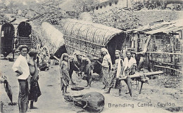 Sri Lanka - Branding Cattle - Publ. The Colombo Apothecaries Co.  - Sri Lanka (Ceilán)