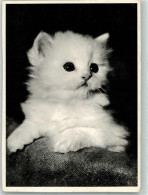 39865911 - Foto Schuster Flechsing Bildkarte - Cats