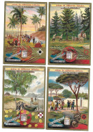 S 501, Liebig 6 Cards, Arbres De Différentes Latitudes (ref B10) - Liebig
