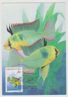 Carte Maximum. Poisson D'ornement, Aquarium DE PAPILLOCHROMIS RAMIRE- HONGRIE OBLT 15.04.1987 - Cartes-maximum (CM)
