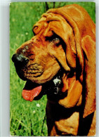 12093411 - Hunde  Bluthund Ca 1965 AK - Dogs