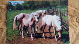 CPSM CHEVAL CHEVAUX ED ITALIENNE PAPILLON 3237 - Horses
