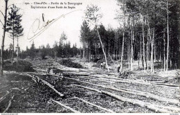 21 COTE D'OR FORETS DE LA BOURGOGNE EXPLOITATION D'UNE FORET DE SAPIN - Other & Unclassified