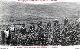 51 CHAMPAGNE POMMERY ET GRENO REIMS  LE ROGNAGE TRAVAIL DE LA VIGNE  EDIT ROTHIER - Vines