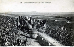 51  CHAMPAGNE AY LES VENDANGES - Weinberge
