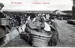 51  CHAMPAGNE LES VENDANGES L'EPLUCHAGE - Vines