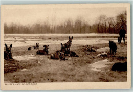 10415811 - Bei Der Rast  Wohlfahrtskarte AK - Dogs