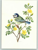 10113911 - Voegel Blaumeise Sign. A.M. - Birds