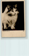 12089411 - Katzen Kaetzchen Foto 1935 AK - Katten