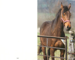 Format Spécial - 162 X 103 Mms Repliée - Animaux - Chevaux - Portrait - Carte Neuve - Frais Spécifique En Raison Du Form - Horses