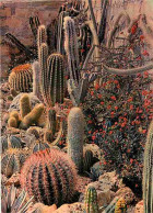 83 - Sanary Sur Mer - Le Jardin Exotique - Cactus - Fleurs - CPM - Voir Scans Recto-Verso - Sanary-sur-Mer