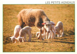 Animaux - Moutons - Pyrénées - Agneaux - CPM - Carte Neuve - Voir Scans Recto-Verso - Other & Unclassified
