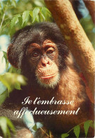 Animaux - Singes - Chimpanzé - Carte à Message - CPM - Voir Scans Recto-Verso - Monkeys
