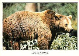 Animaux - Ours - Ours Brun - Bear - CPM - Carte Neuve - Voir Scans Recto-Verso - Ours