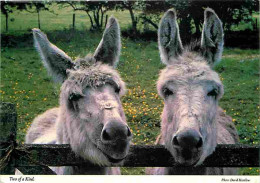 Animaux - Anes - Irlande - CPM - Voir Scans Recto-Verso - Donkeys