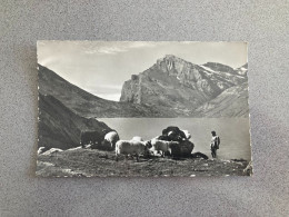 Gemmipass Kanderstag-Leukerbad Carte Postale Postcard - Wald