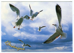 Oiseaux Goeland Bretagne - Vogels