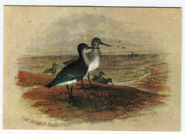 Oiseaux De Mer Bécasseau - Dessin - The Dunbar Sandpiper - Oiseaux
