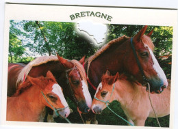Chevaux Bretagne - Horses