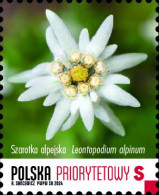 Poland 2024 / Leontopodium Nivale, Flower, Edelweiss, Nature, Protected Plants, Priority S / MNH** Stamp - Neufs