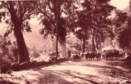 20 - Corse -  PORTO ( Ota )  -  Troupeau De Chevres Sur La Route D Evisa - Autres & Non Classés