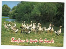 Oiseaux Oies - Bonjour à Toute La Bande - Animaux Humoristiques - Pájaros