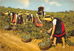 33-VENDANGES EN LANQUEDOC-N°343-A/0025 - Autres & Non Classés